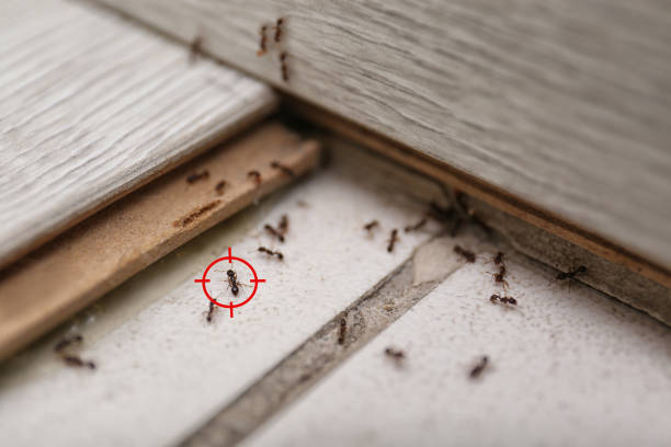Best Best Pest Control Companies  in Genola, UT
